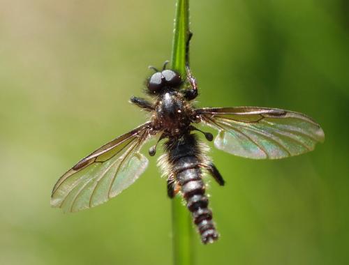 Réf. 252 934 : Bibio lanigerus
